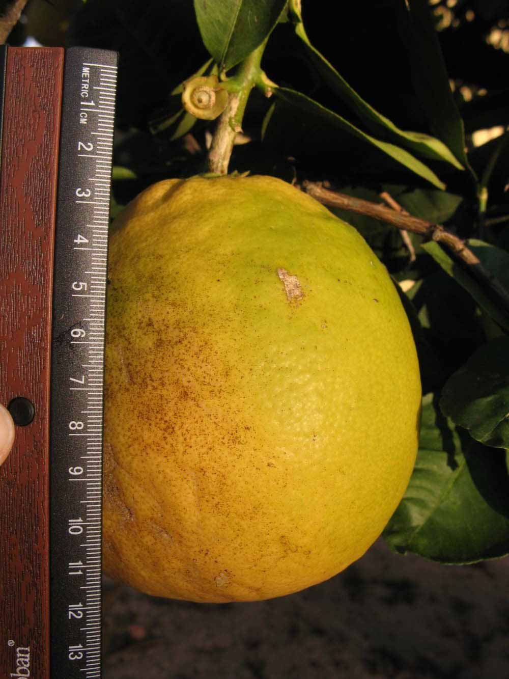            Fruit (Winter Haven, FL)   